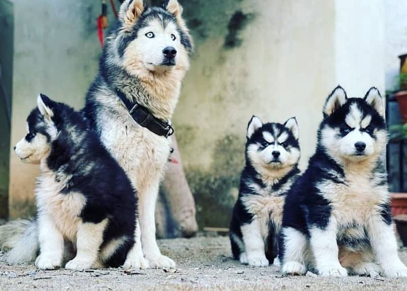 Siberian Husky Male /Female Puppies 1