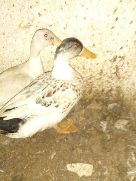 ONLY MALE DUCK FOR SELL 2