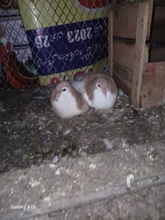 pair of 3 months baby pigons