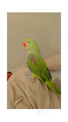 raw taking parot for sale