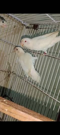 Albino Red Eye + Lutino Breeder 0312-200-1316