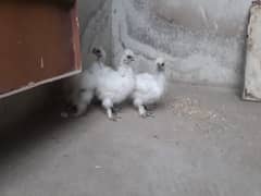 silkie and ayam cemani grey tounge