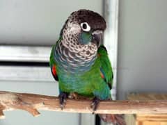 pearly conure female with DNA available for sale