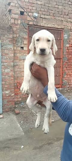 non pedigree male puppy available for sale