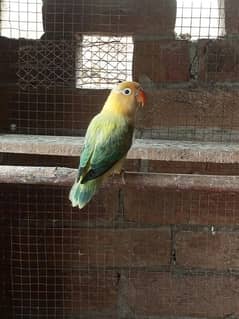 Mix birds for sale