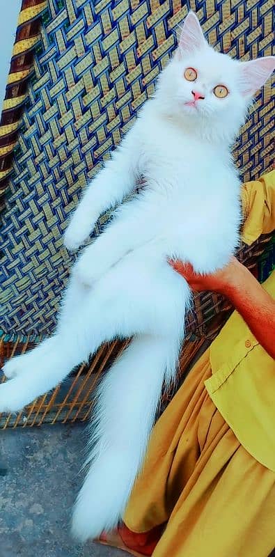 white Persian cat #0*3*2*2*3*7*2*9*7*6*8# 2