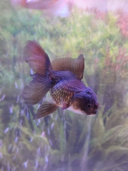 Thailand oranda goldfish etc available in stock 0