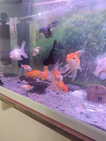 Thailand oranda goldfish etc available in stock 1