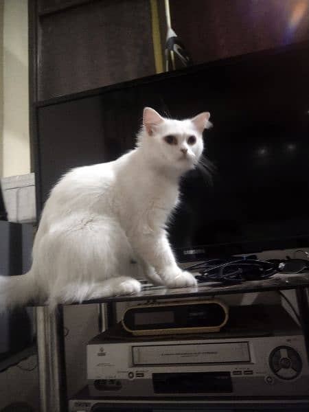 Persian Cat for Sale 0