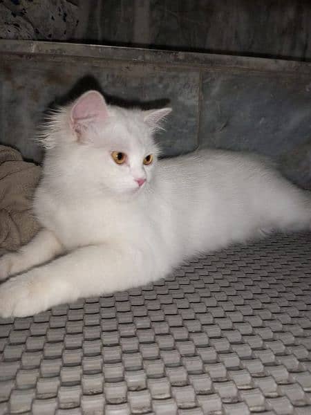 Persian Cat for Sale 3