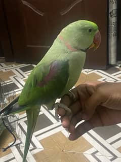 raw parrot male ring visible