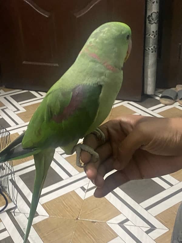 raw parrot male ring visible 1