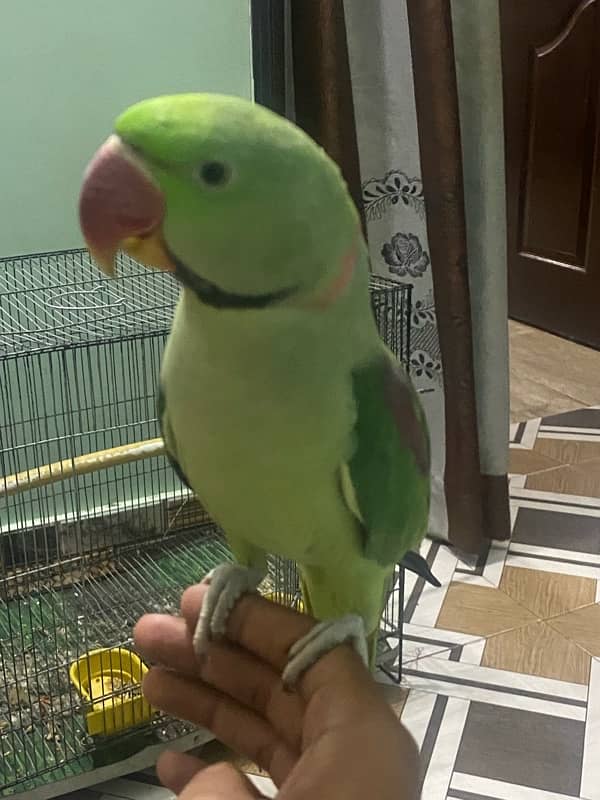 raw parrot male ring visible 2