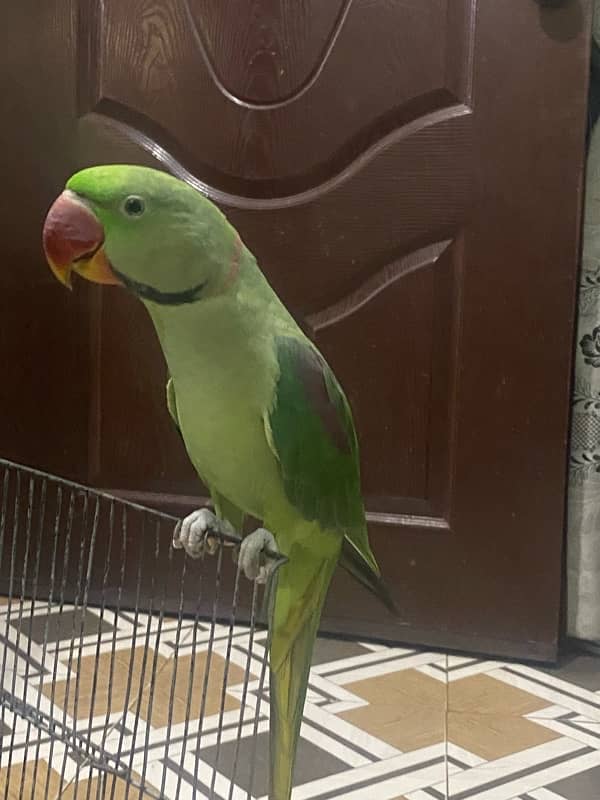 raw parrot male ring visible 7