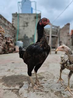 Thai cross breed with baby