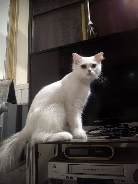 Persian Cat for Sale 4