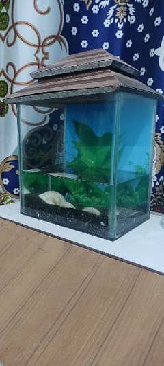 Nano Aquarium