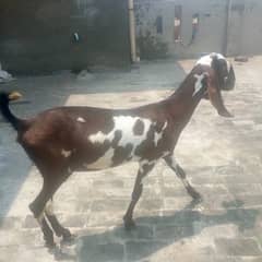 Desi bakri 4 dant with path 1 month confrom Gaban