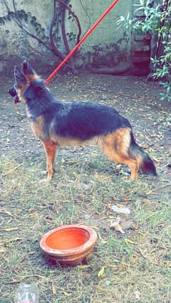 German shepherd long coat dog full active har bt manti hai