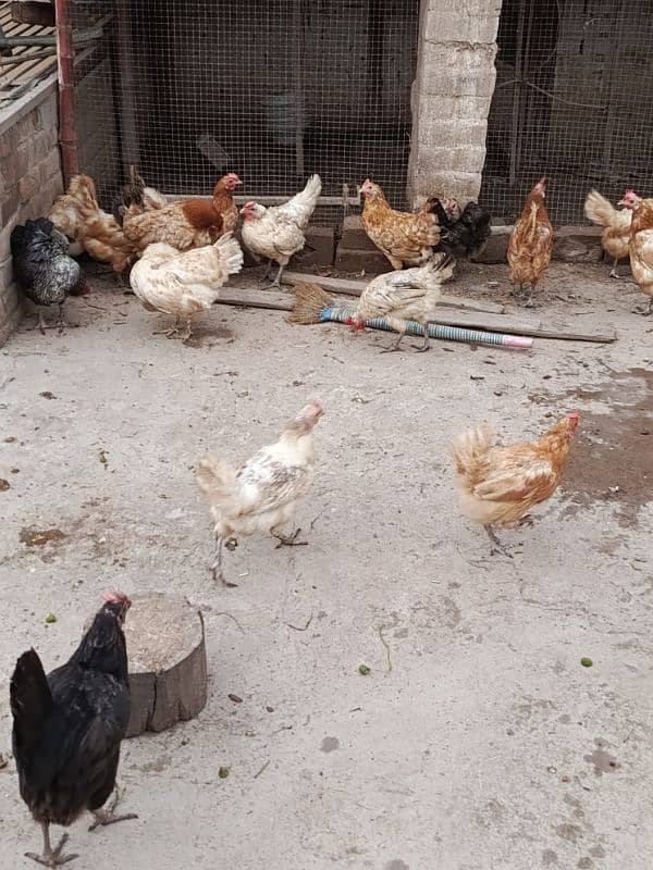 Desi eggs laying hens, black buff, white buff, aseel 2