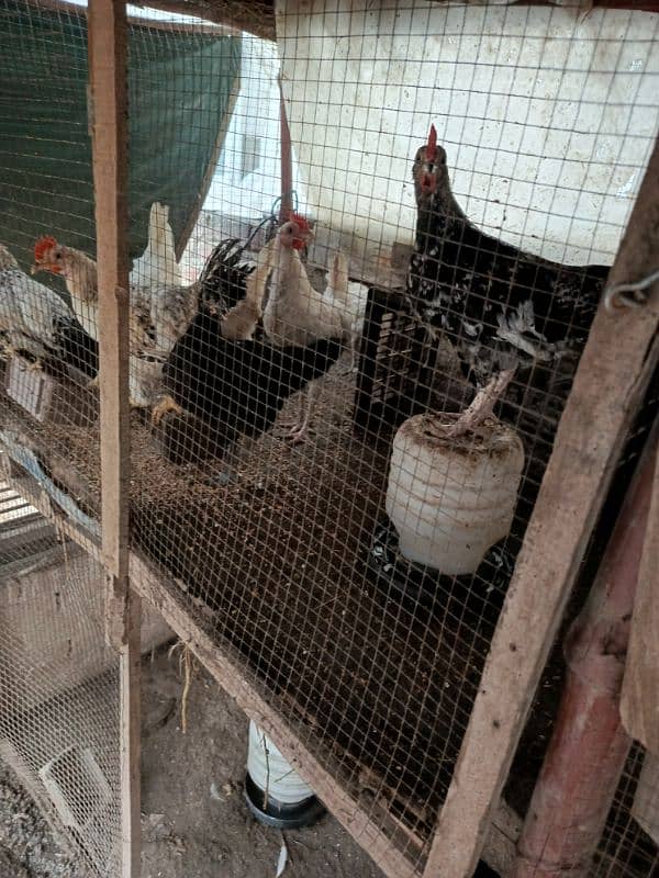 Desi eggs laying hens, black buff, white buff, aseel 5