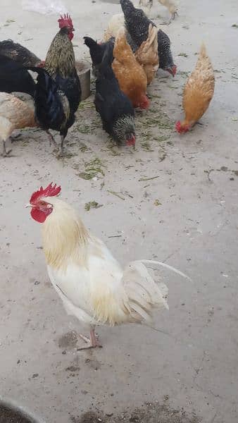 Desi eggs laying hens, black buff, white buff, aseel 7