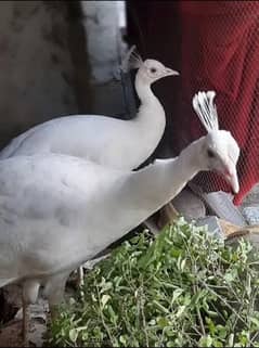 white peacock 4 months old pair