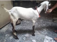 Andal bakra