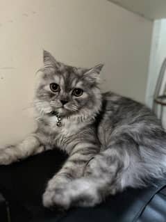 persian cat