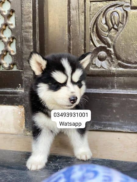 Siberian Husky puppies for sale 1