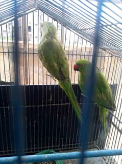 Green Parrots pair available for sale