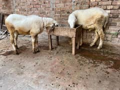 pair of Sheep Chathra and chathri pair