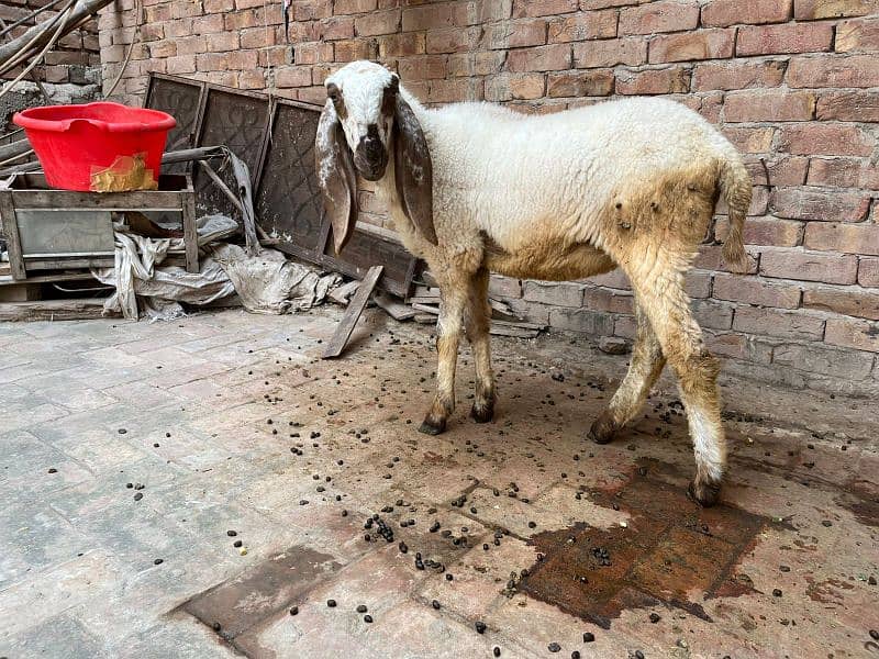 pair of Sheep Chathra and chathri pair 2