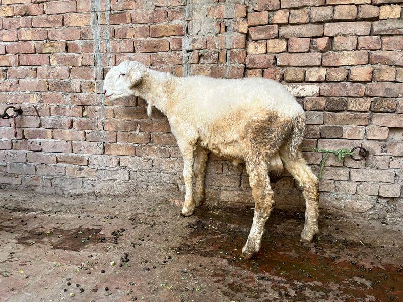 pair of Sheep Chathra and chathri pair 3