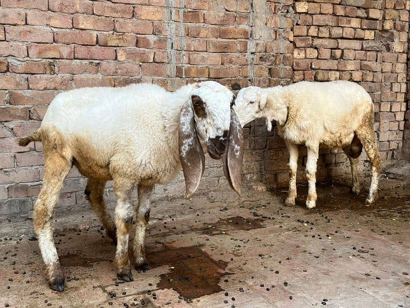 pair of Sheep Chathra and chathri pair 4