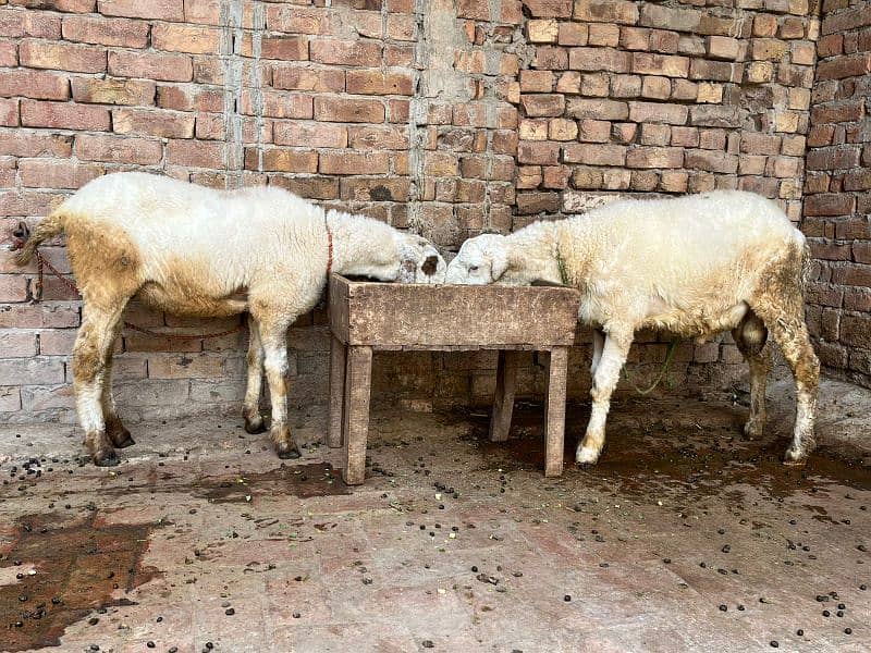 pair of Sheep Chathra and chathri pair 5