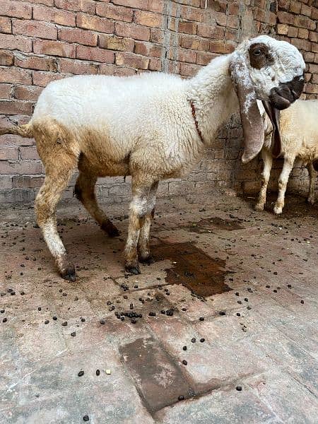 pair of Sheep Chathra and chathri pair 6