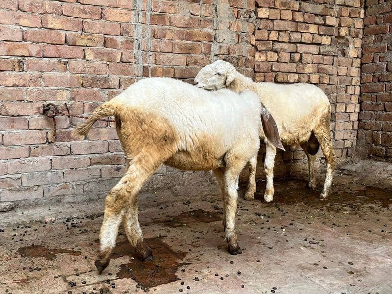 pair of Sheep Chathra and chathri pair 7