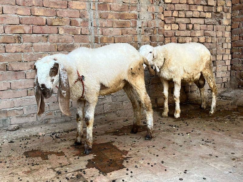 pair of Sheep Chathra and chathri pair 8