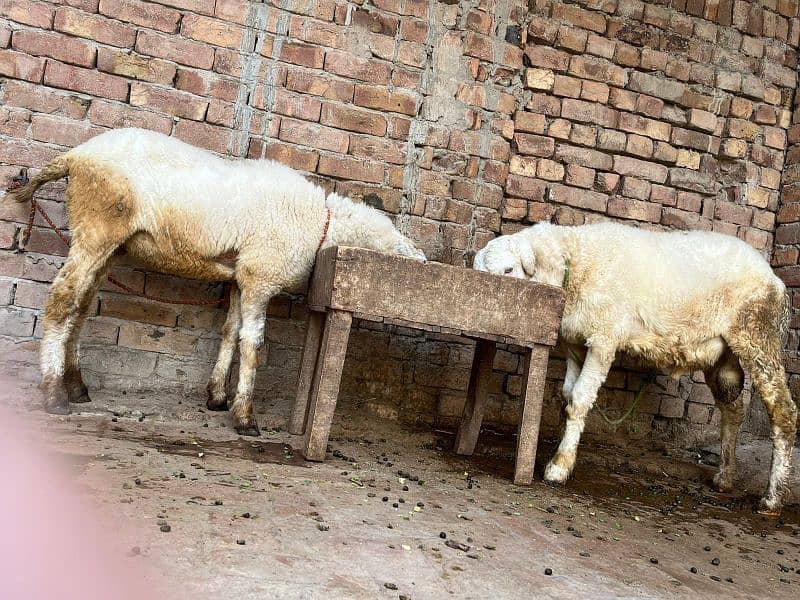 pair of Sheep Chathra and chathri pair 9