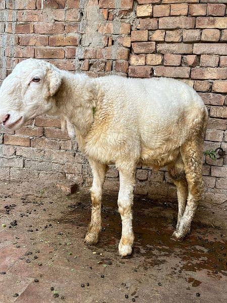 pair of Sheep Chathra and chathri pair 10