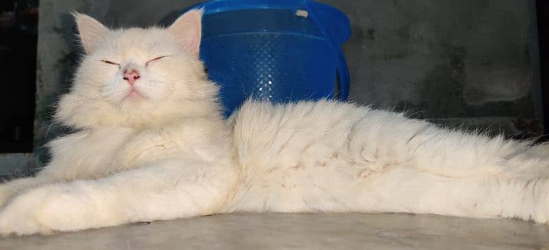 Persian cat 3