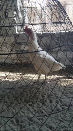 Aseel heera female and fancy hens 0