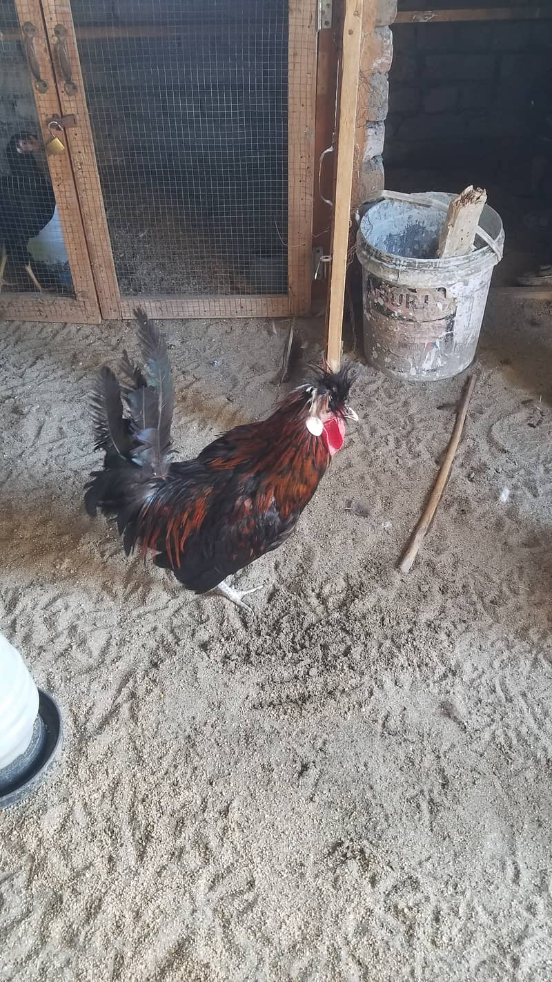 Aseel heera female and fancy hens 2