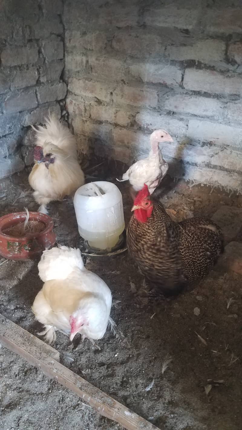 Aseel heera female and fancy hens 3