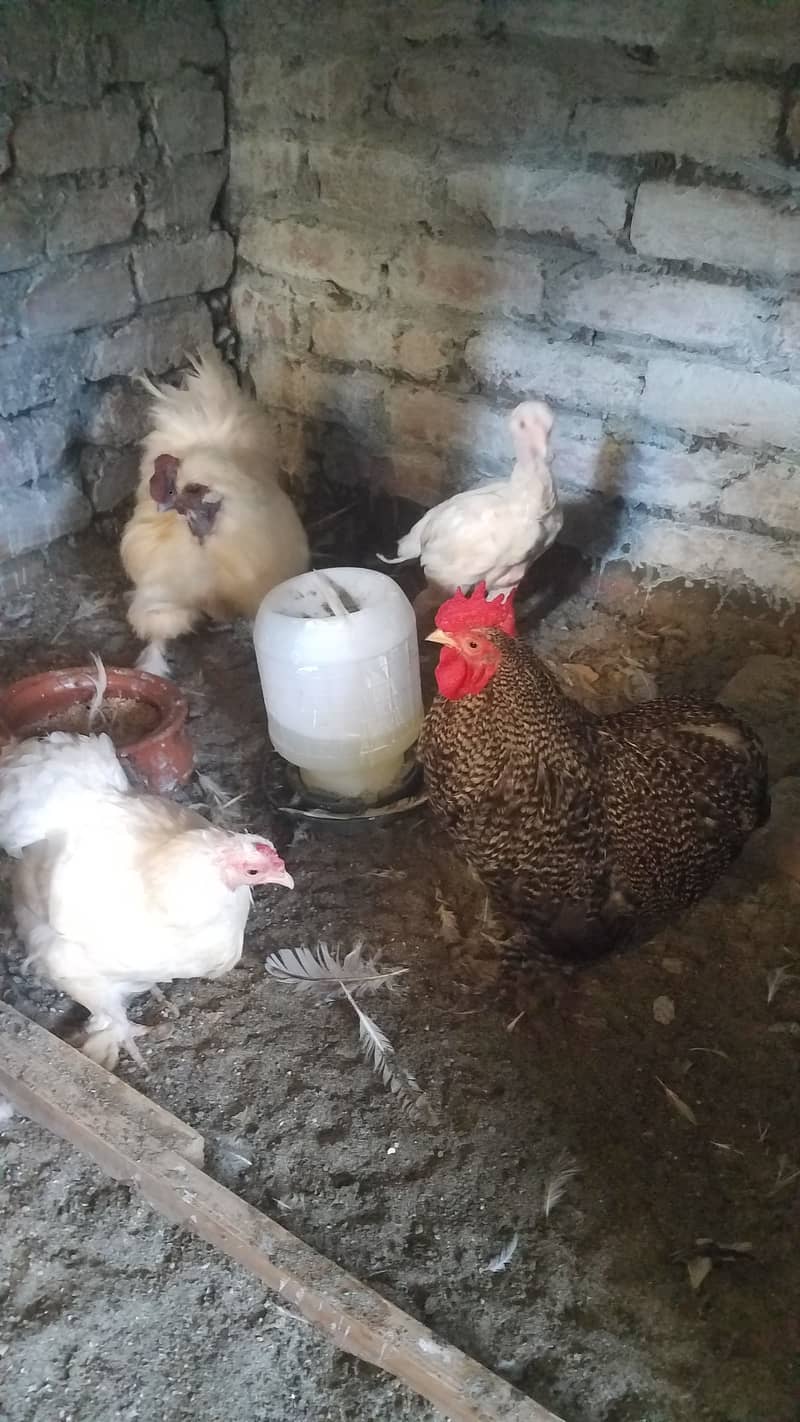 Aseel heera female and fancy hens 5