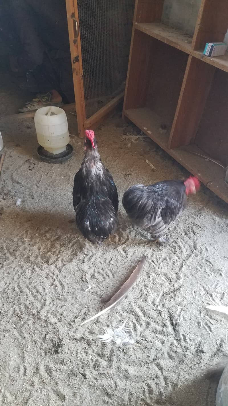 Aseel heera female and fancy hens 6