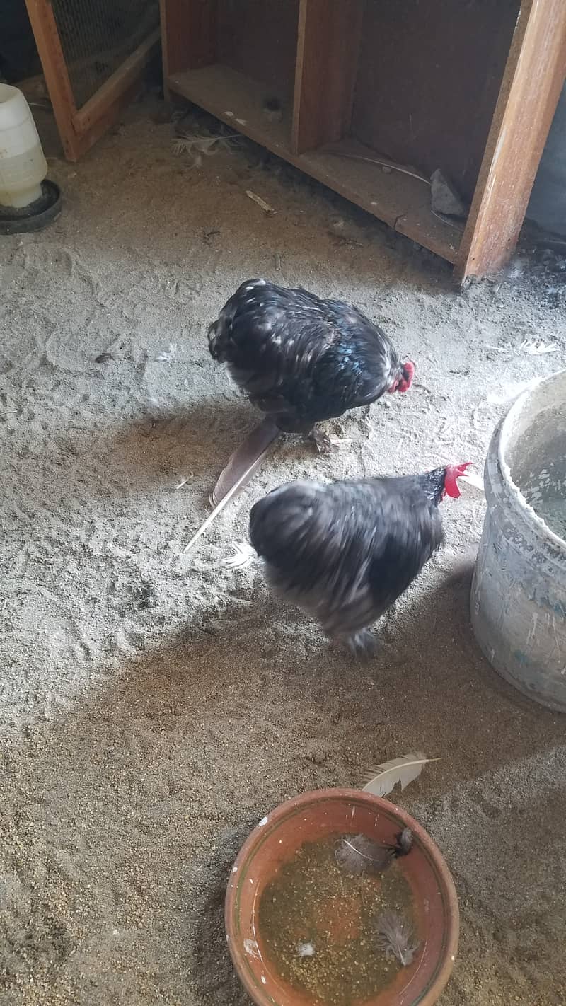 Aseel heera female and fancy hens 7