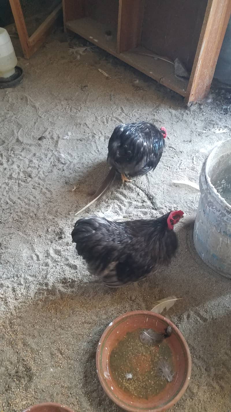 Aseel heera female and fancy hens 8