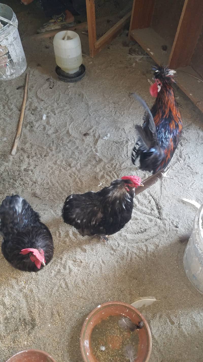 Aseel heera female and fancy hens 9